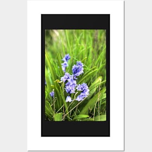 Bluebells In Spring Posters and Art
